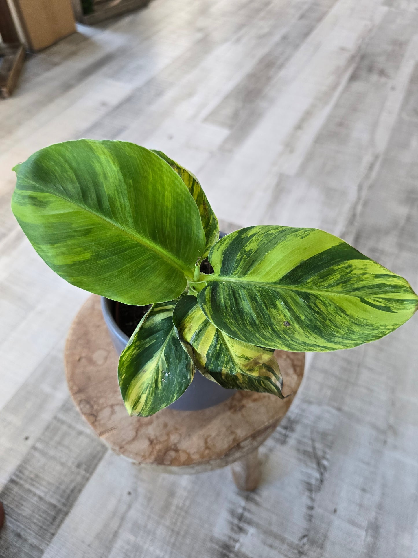Musa Aurea