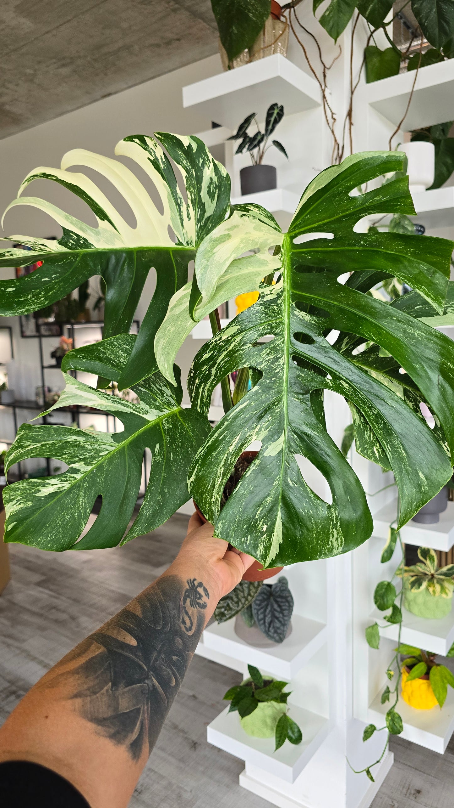 Monstera deliciosa variegata