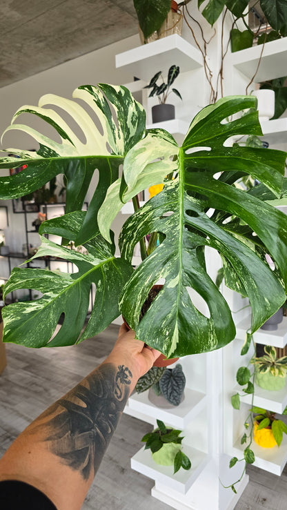Monstera deliciosa variegata