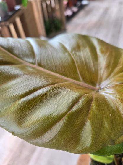Philodendron 'Summer Glory'