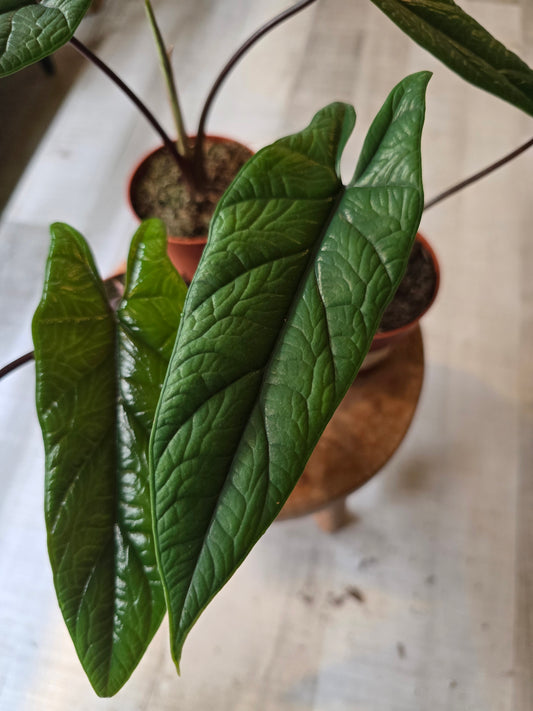 Alocasia Scalprum