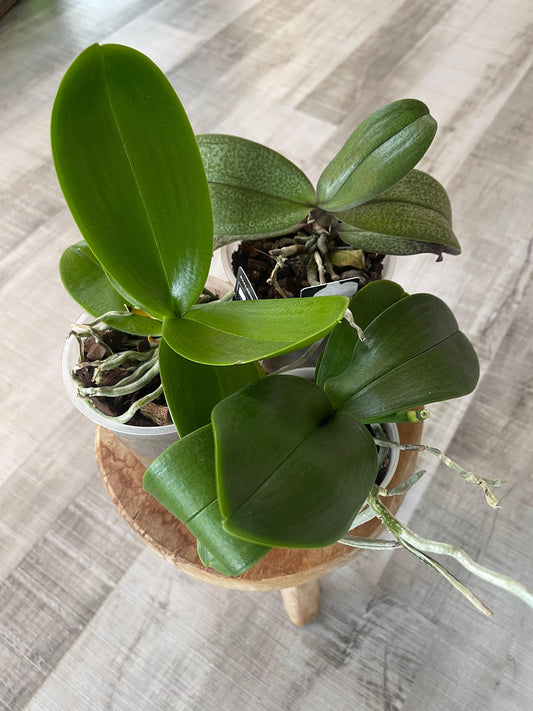 Phalaenopsis - nicht blühend