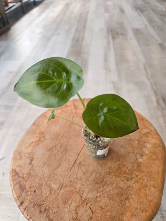 Alocasia Wentii (JP)