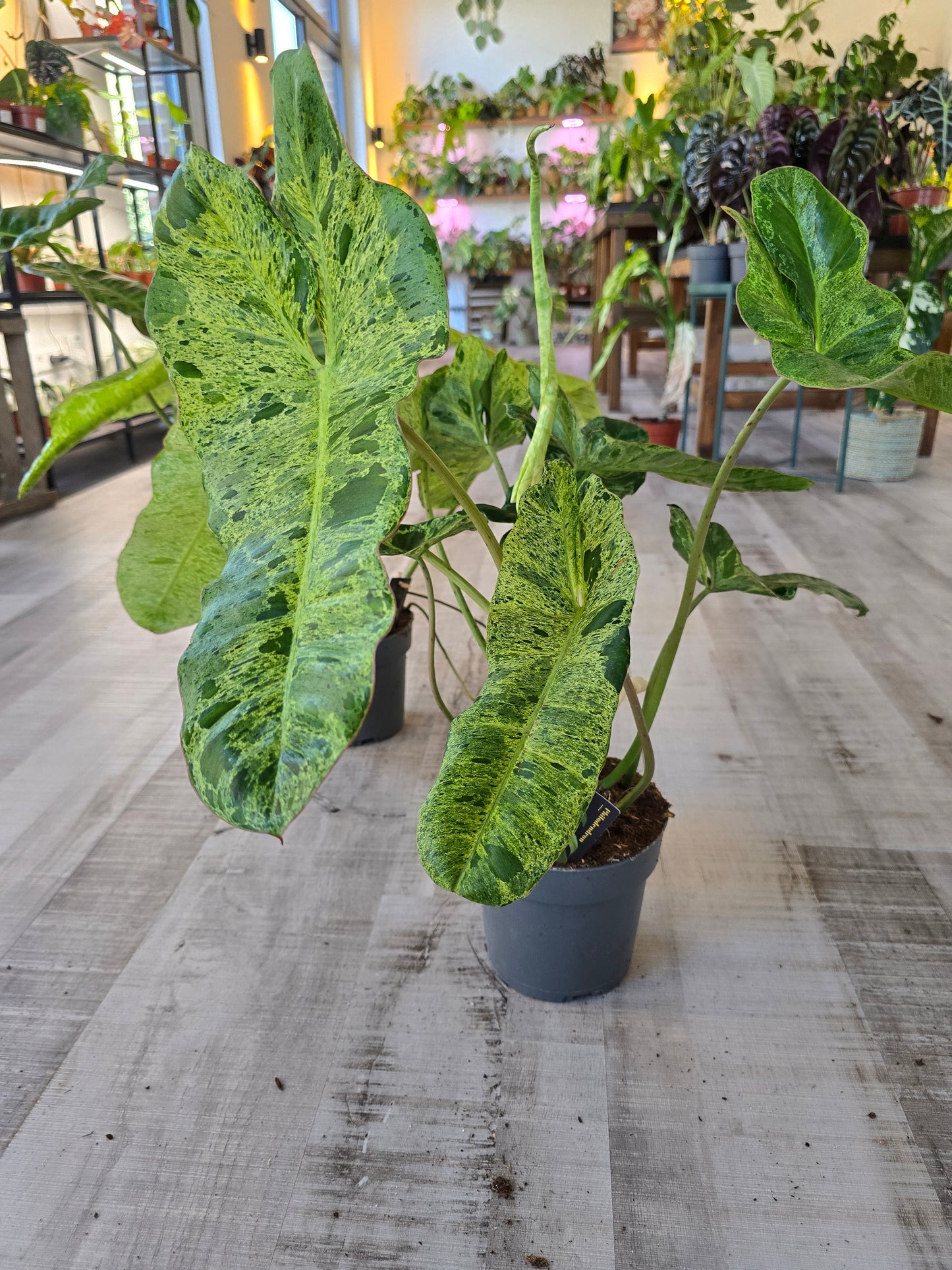 Philodendron Paraiso Verde XL