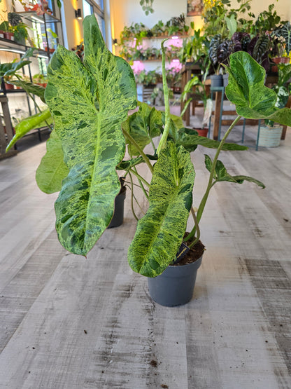 Philodendron Paraiso Verde XL