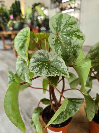 Begonia 'Temuyuk Silver'