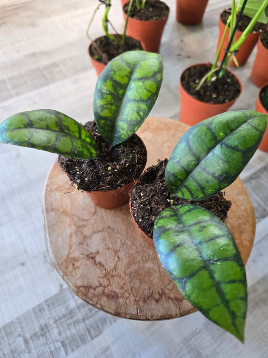 Hoya callistophylla 'Black Cat'