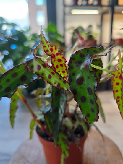 Begonia Amphioxus