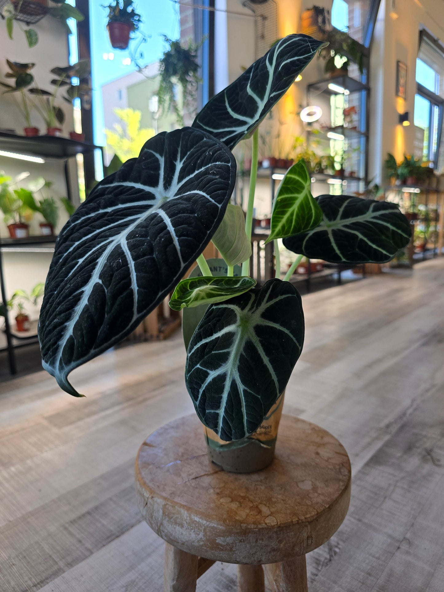 Alocasia reginula Ninja