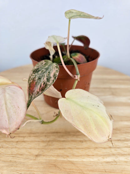 Philodendron scandens micans pink marble variegata