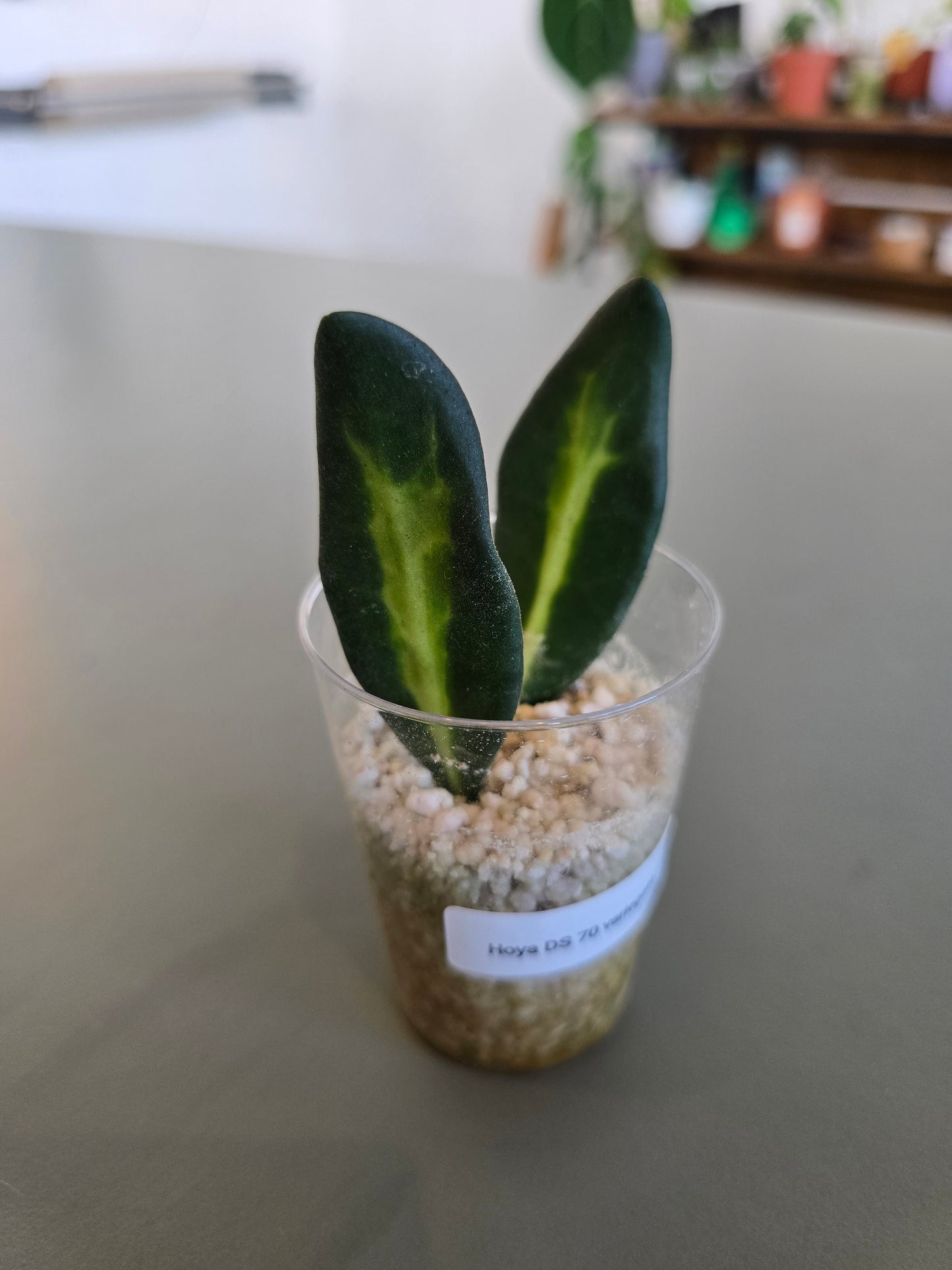 Hoya DS 70 variegata (JP)