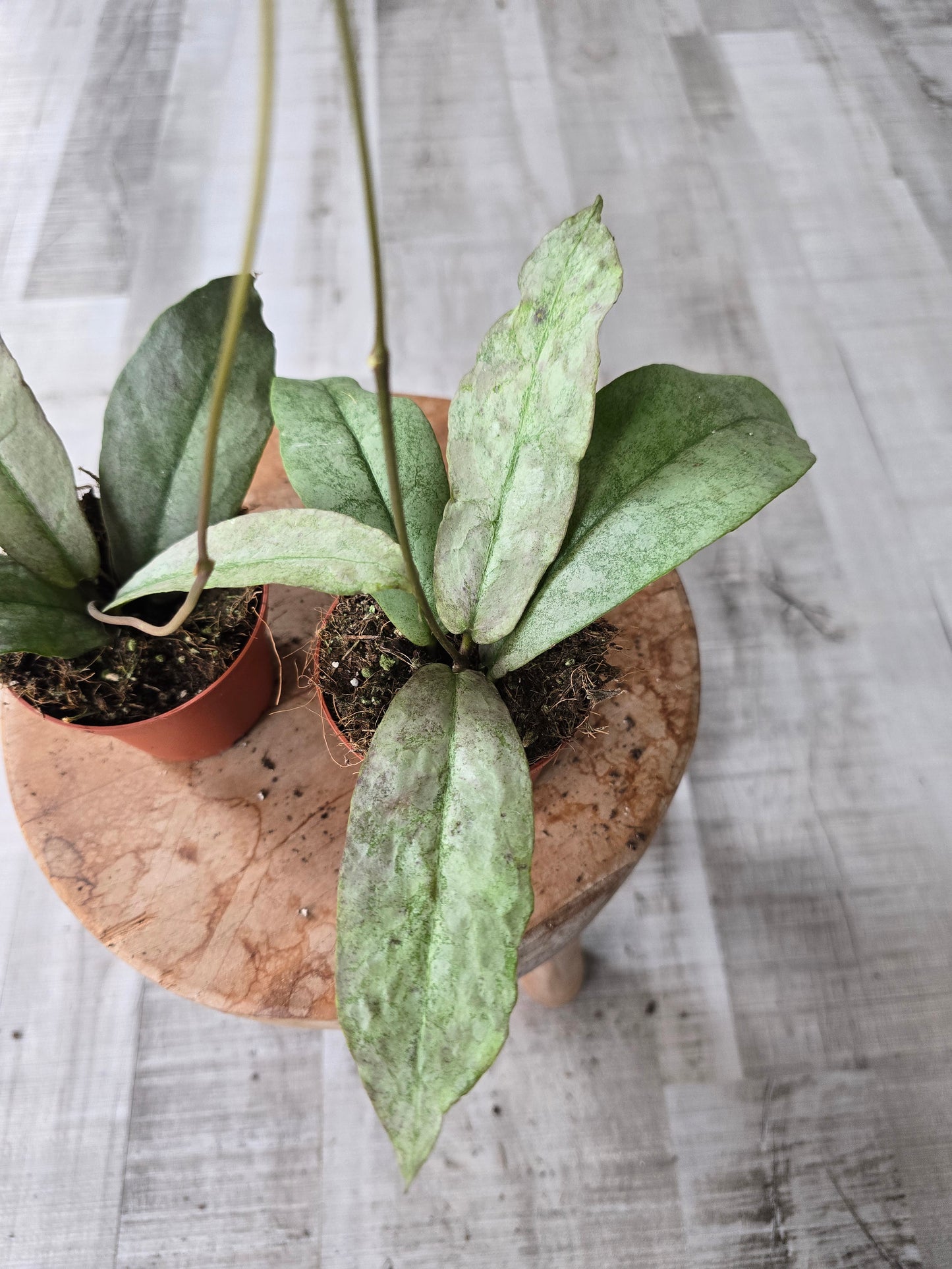 Hoya Mitrata silver