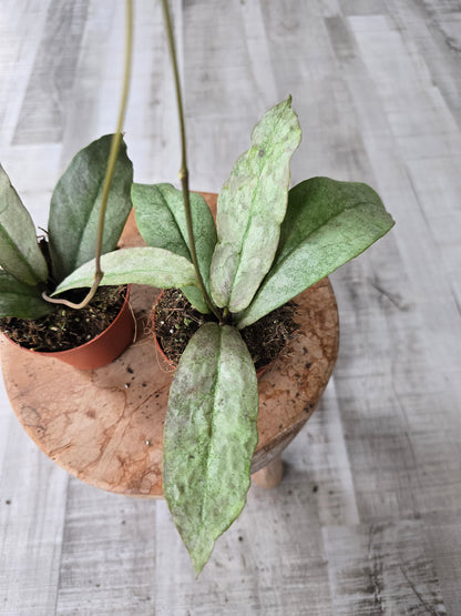 Hoya Mitrata silver