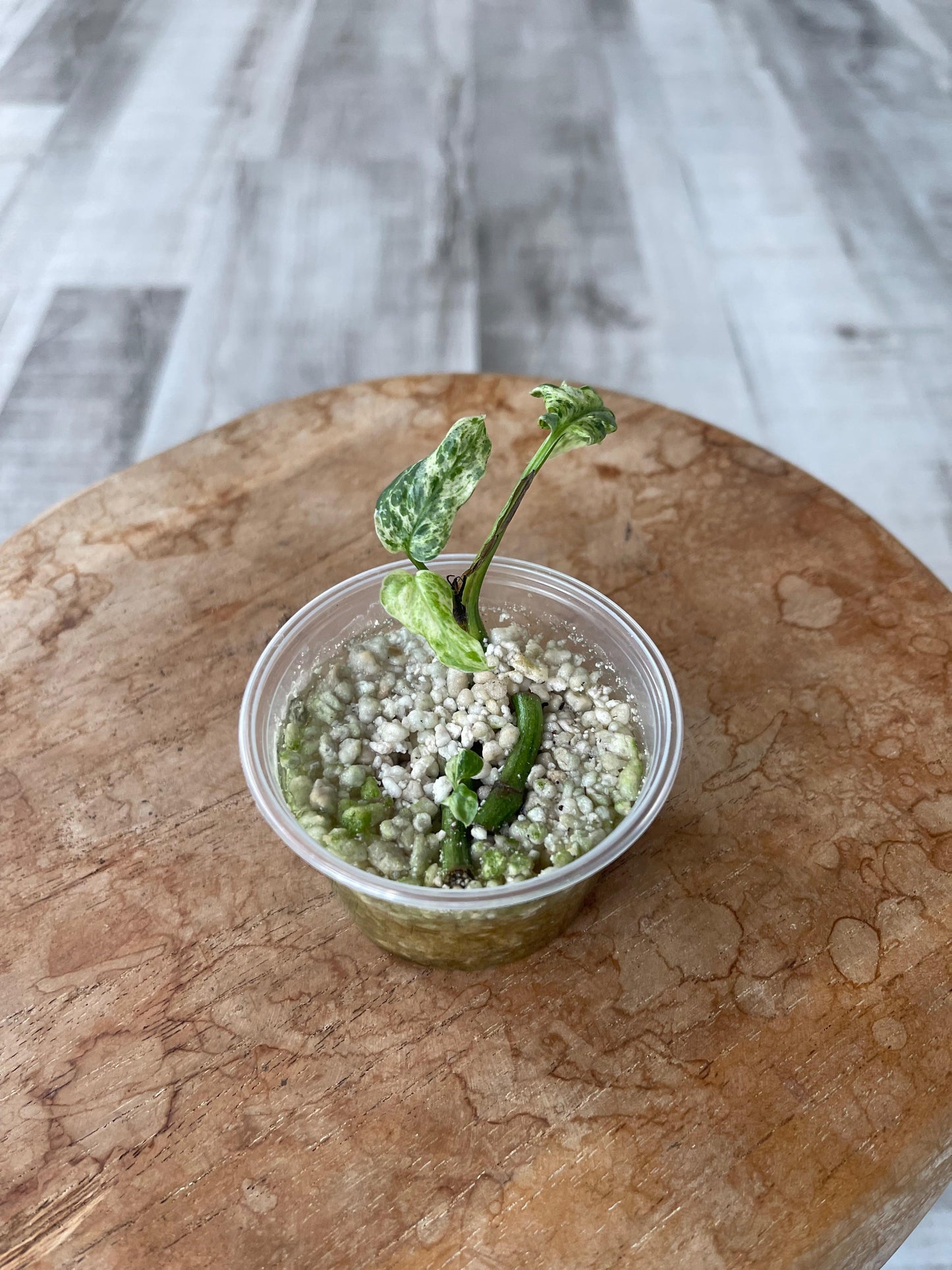 Monstera Frozen Freckles (RC)