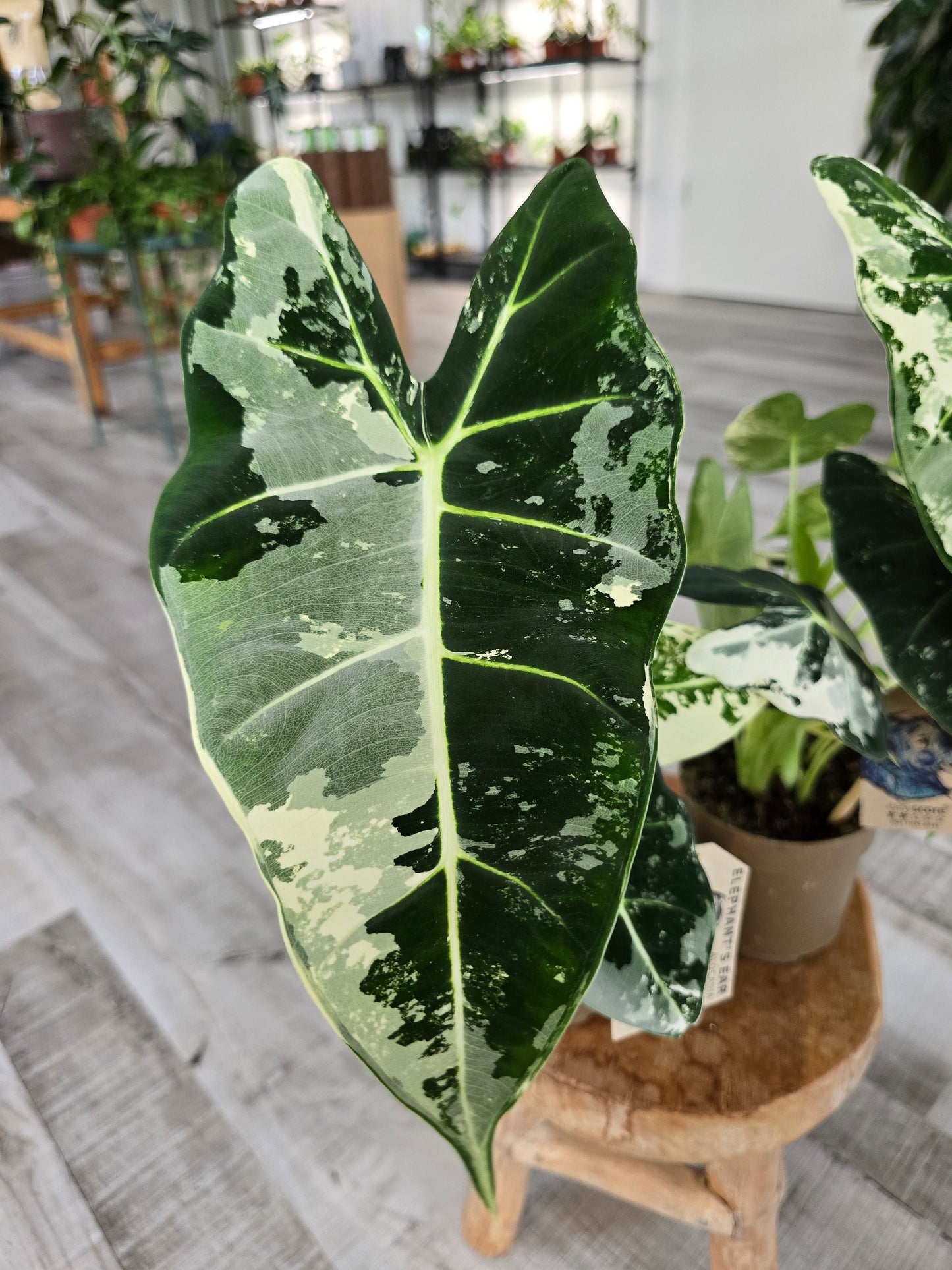 Alocasia Micholitziana 'Frydek variegata'