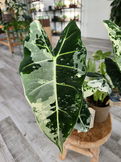 Alocasia Micholitziana 'Frydek variegata'