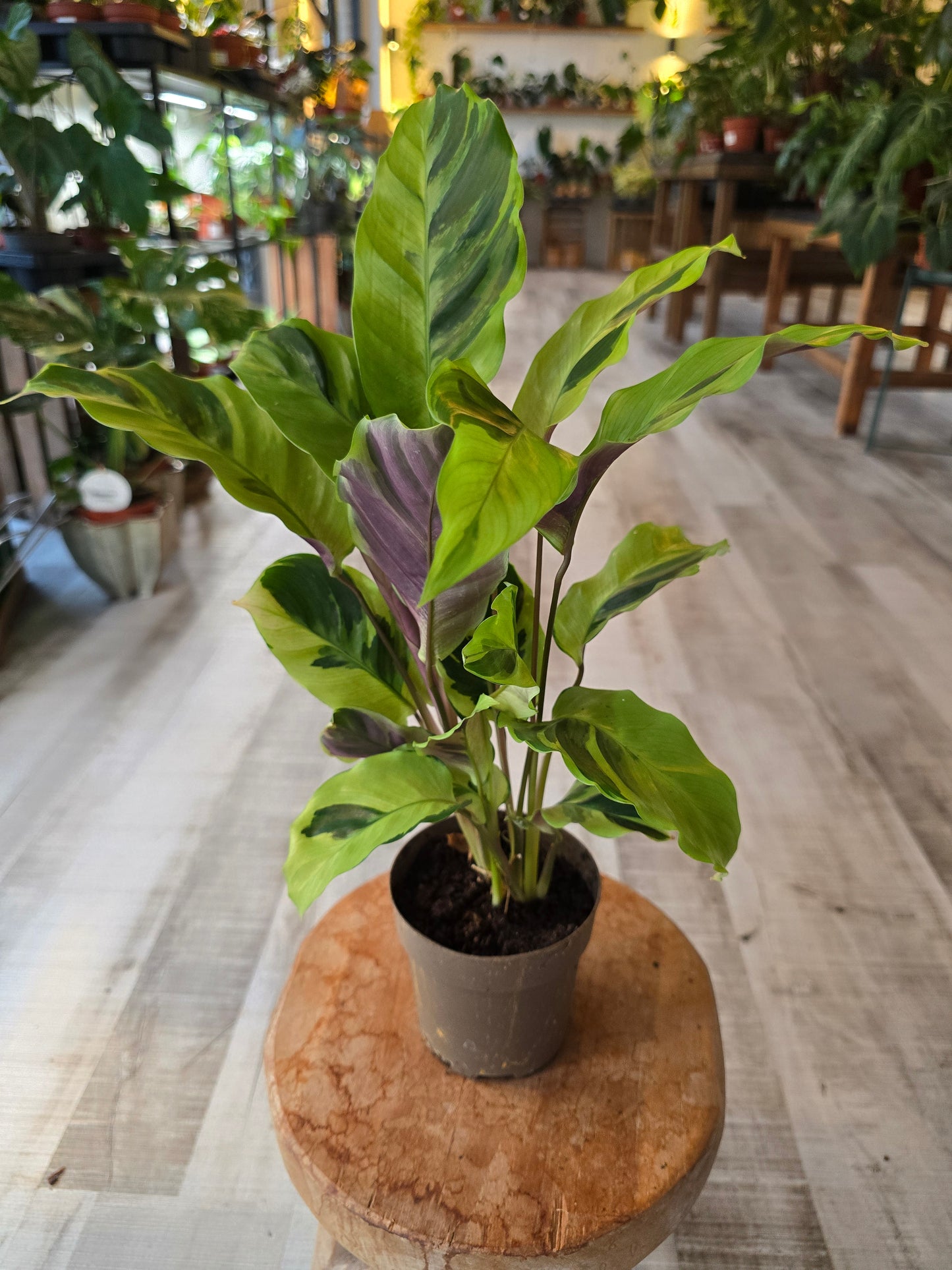 Calathea 'Yellow Miracle'