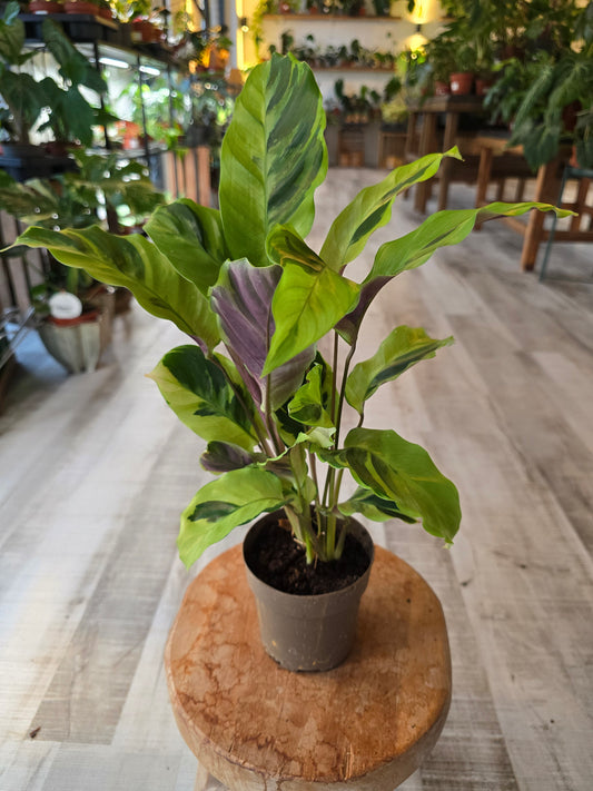 Calathea 'Yellow Miracle'