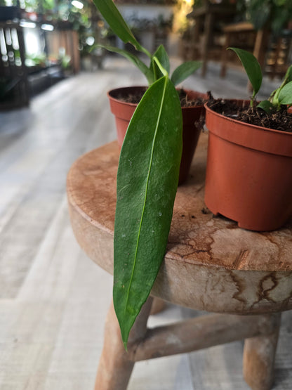 Anthurium wendlingeri