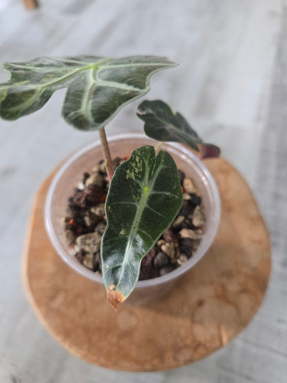 Alocasia Polly variegata (low variegated P2)