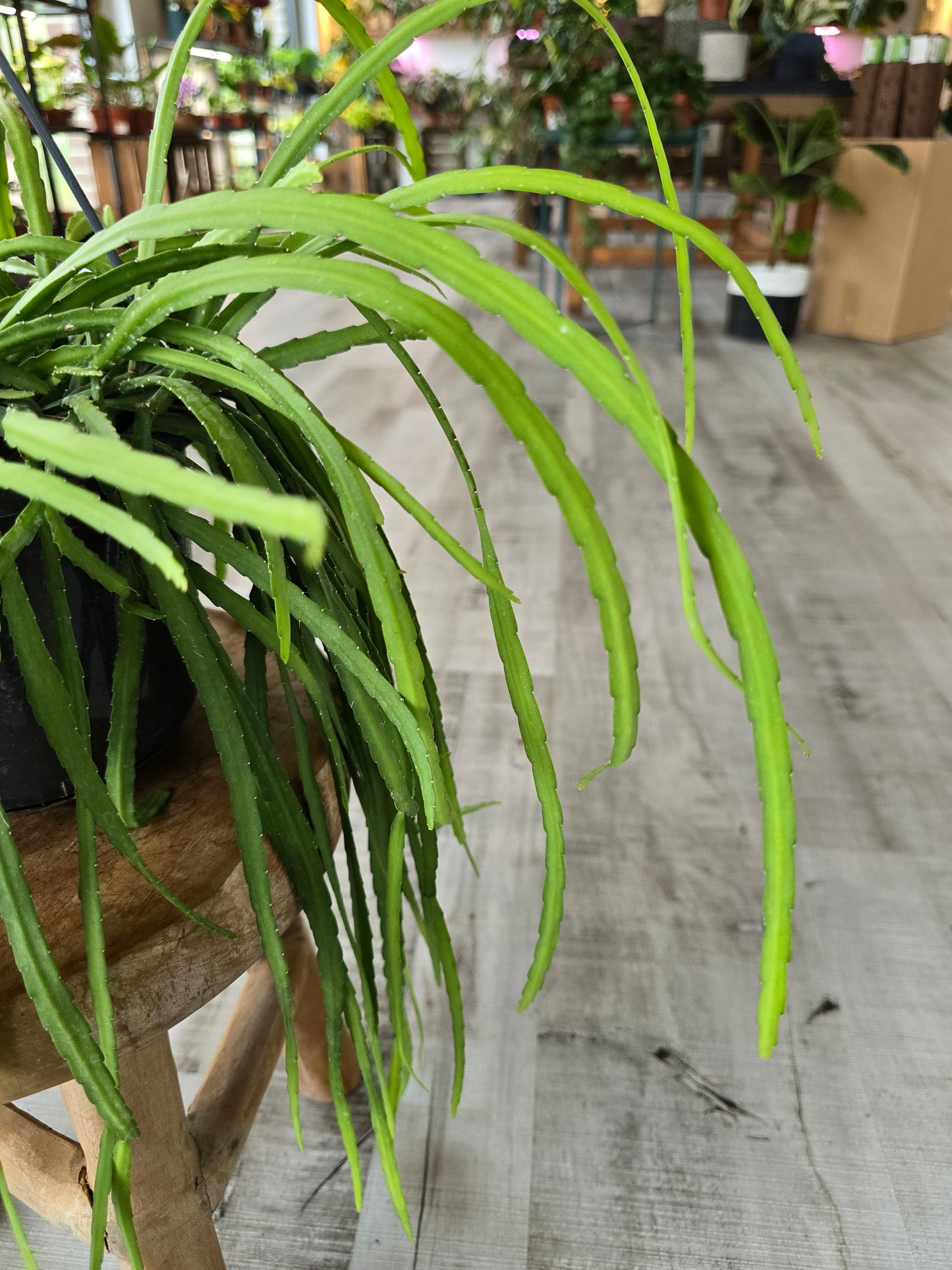 Lepismium bolivianum (syn. Pfeiffera boliviana)