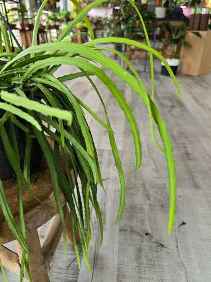 Lepismium bolivianum (syn. Pfeiffera boliviana)