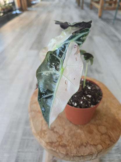 Alocasia Polly 'pink variegata'