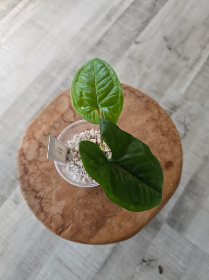 Syngonium sp. Costa Rica (JP)