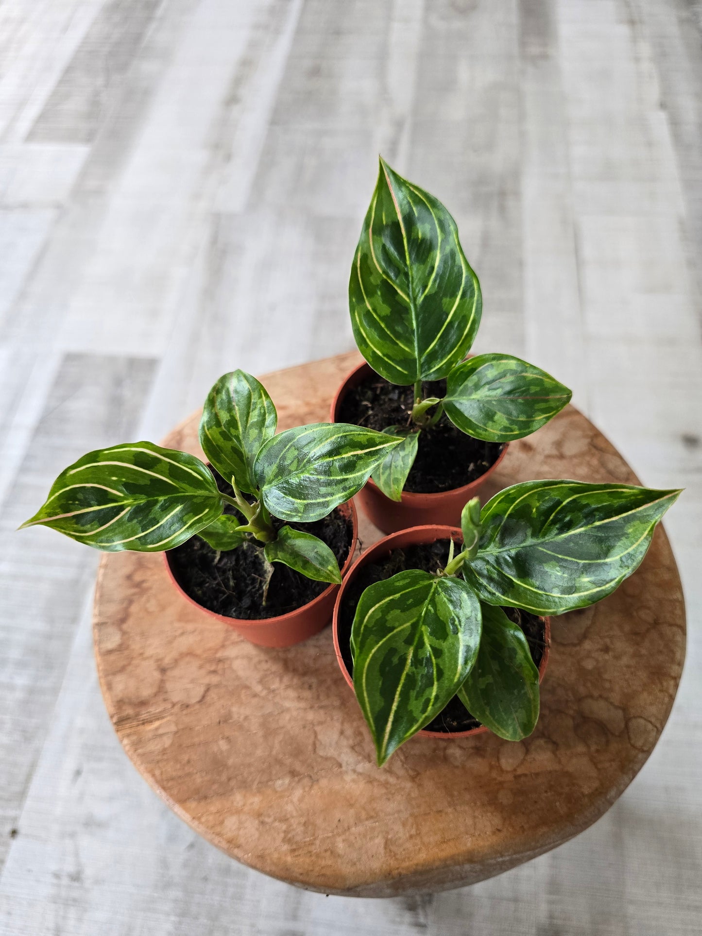Aglaonema 'Red Army