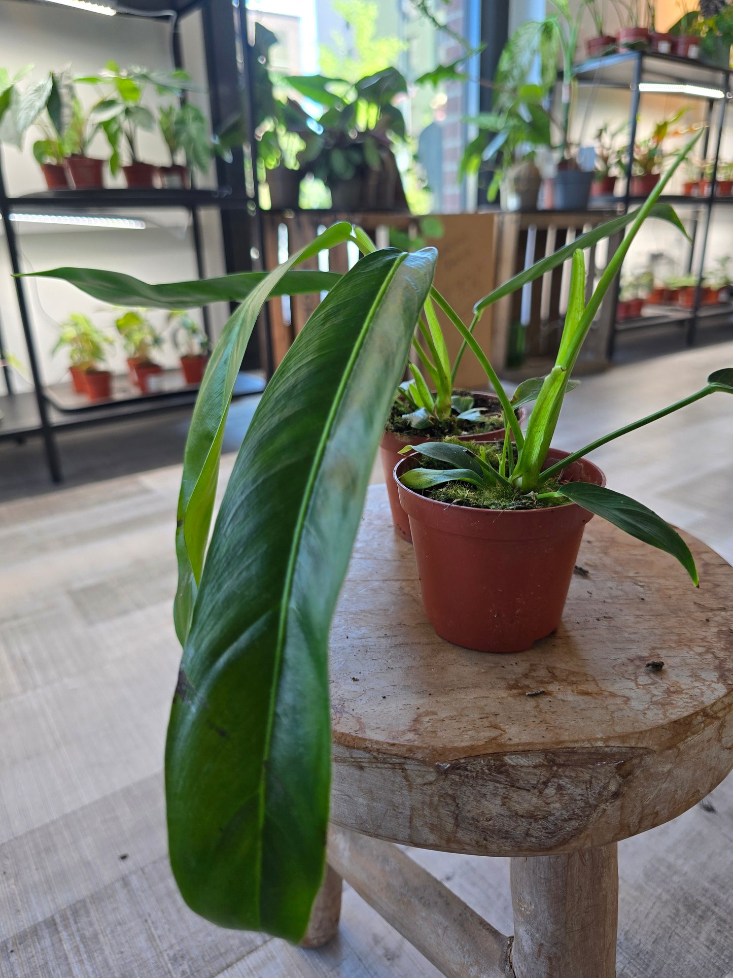 Philodendron patriciae