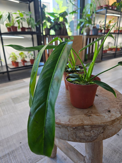 Philodendron patriciae