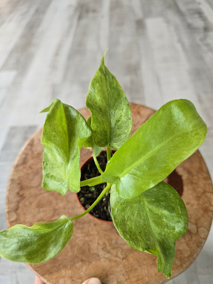 Philodendron Bob Cee 'mint variegata'