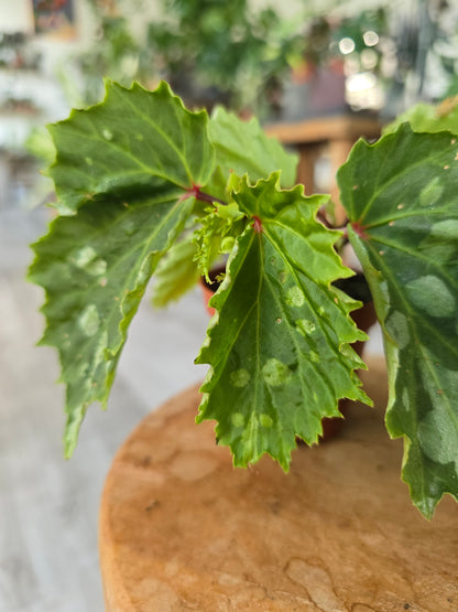 Begonia Mantuk