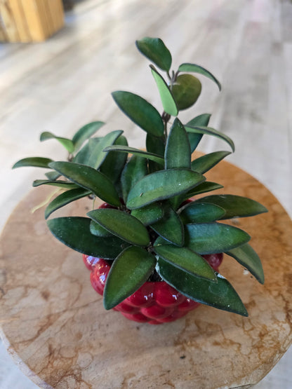 Hoya 'Rosita' 'S'