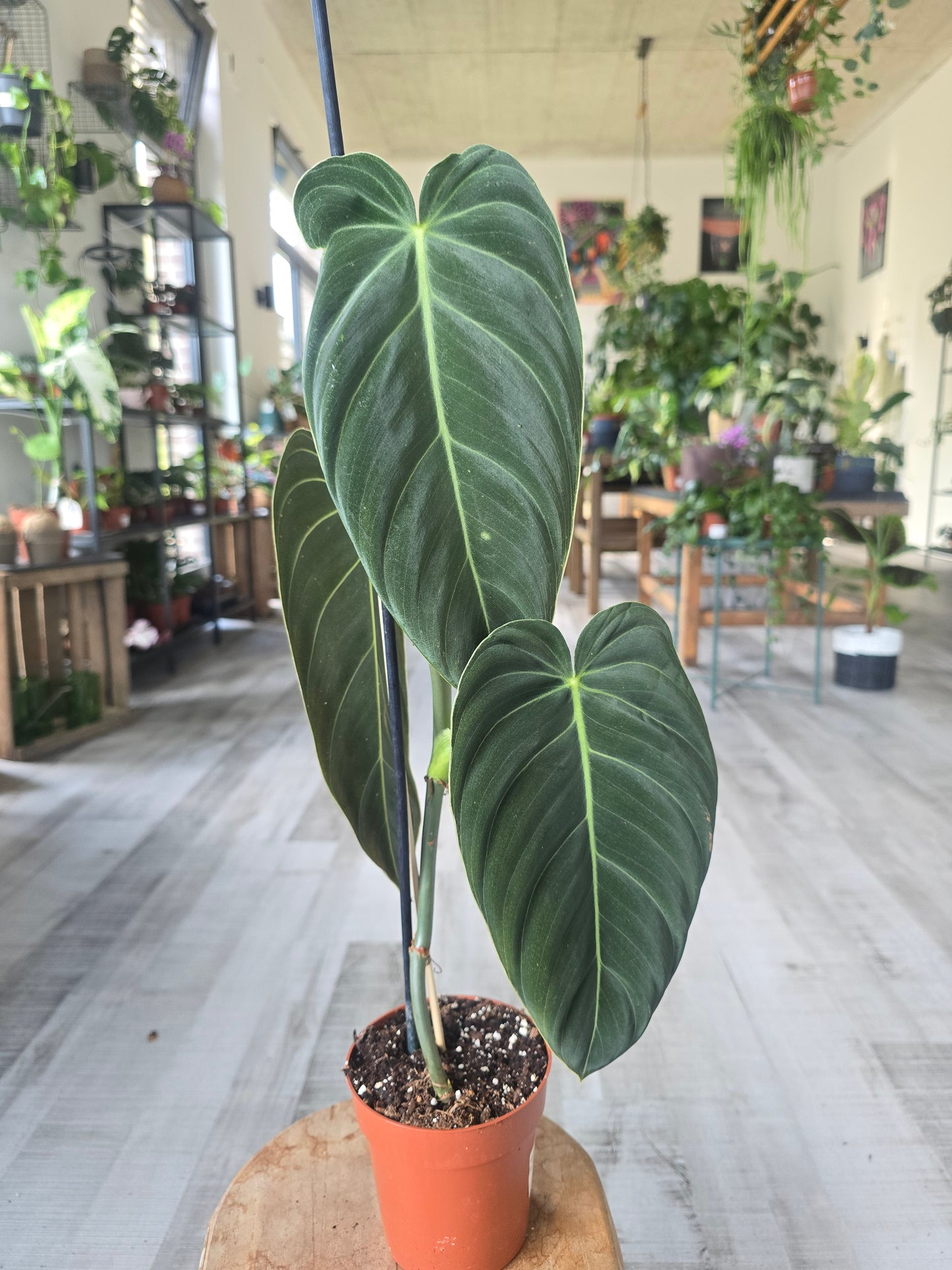 Philodendron Melanochrysum (SC)
