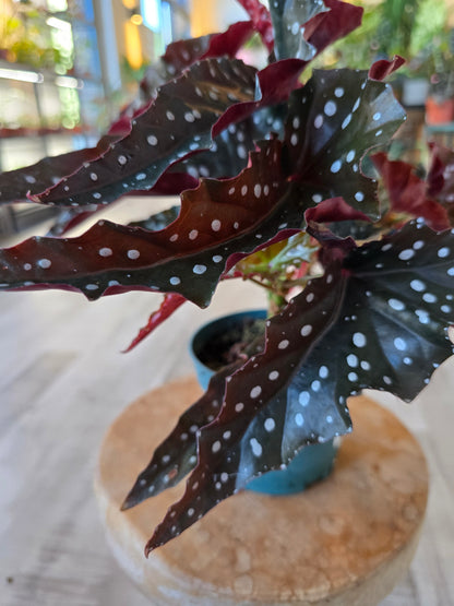 Begonia Maculata 'Black Forest'