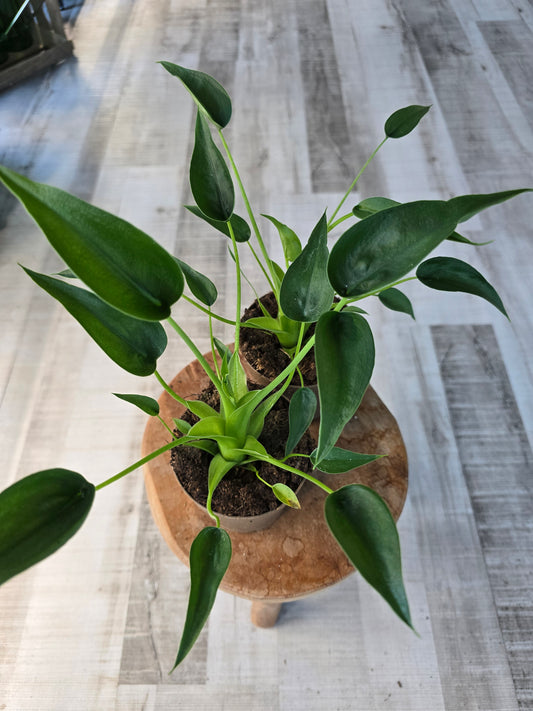 Alocasia Tiny Dancer