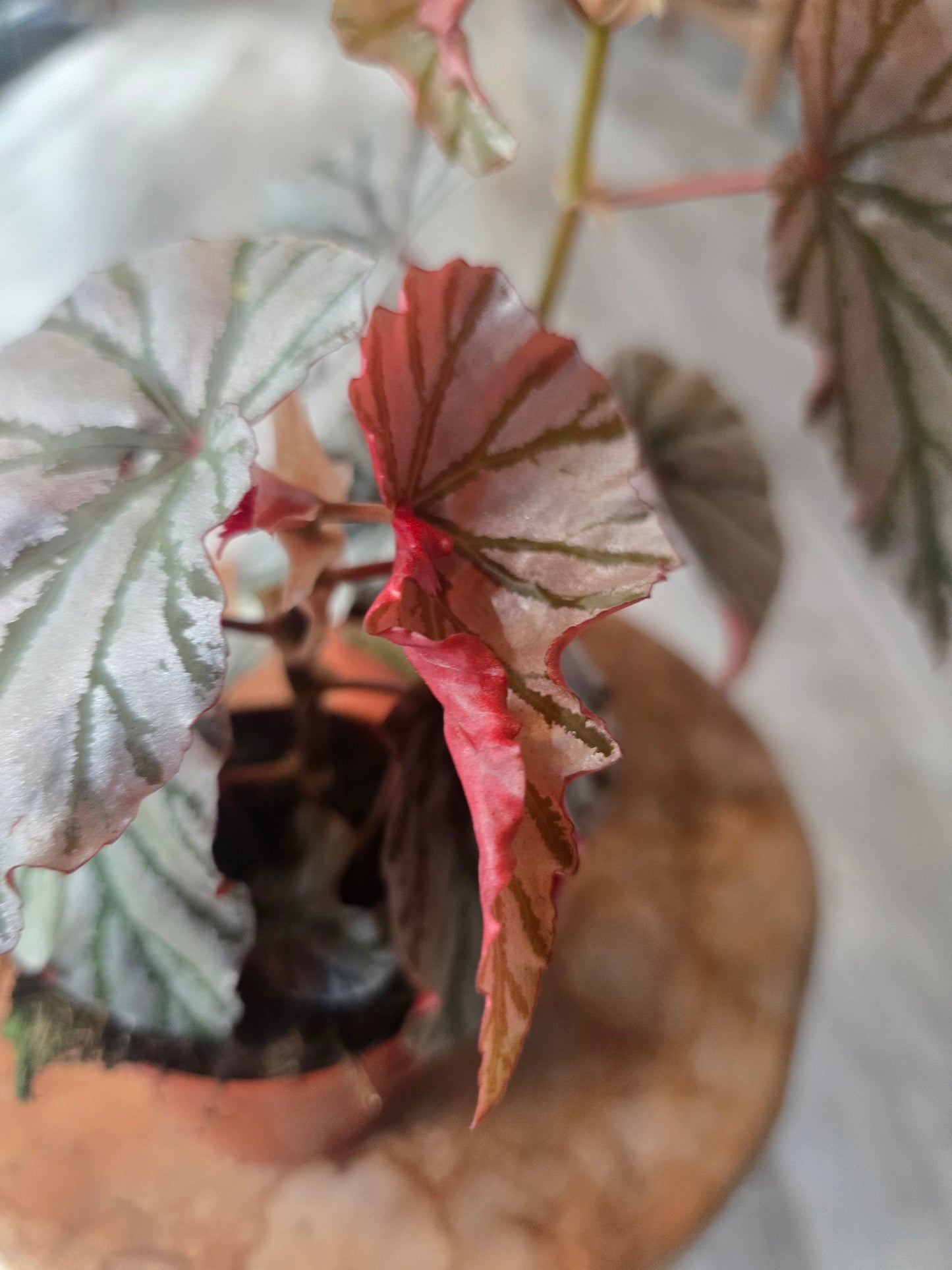 Begonia Looking Glass