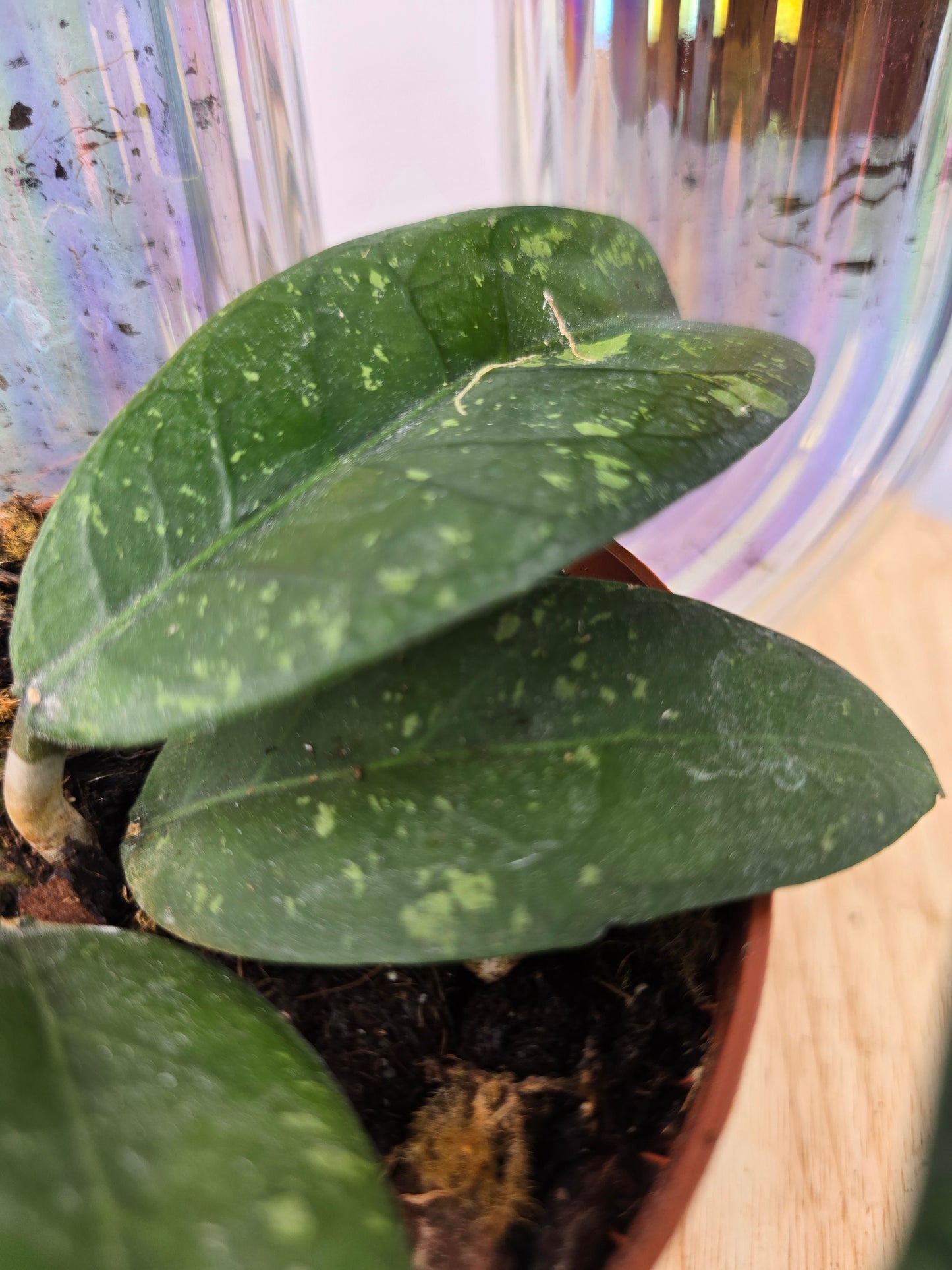 Hoya sp. Aceh