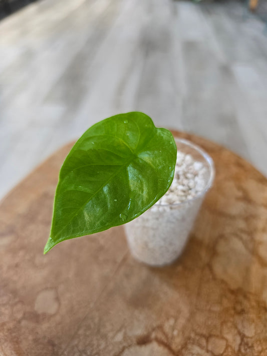 Alocasia Lukiwan (JP)