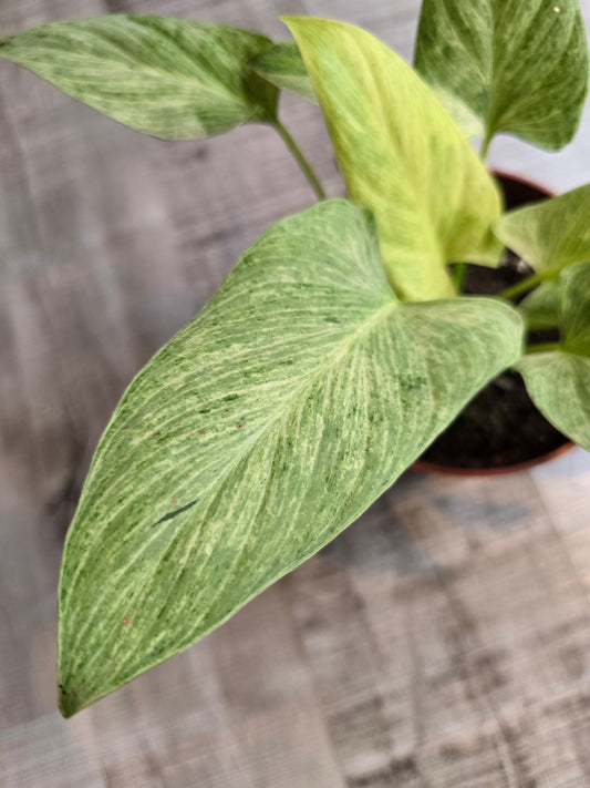 Homalomena sulcata Cream Frost