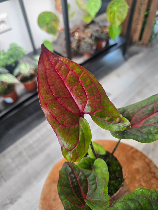 Cyrtosperma Johnstonii