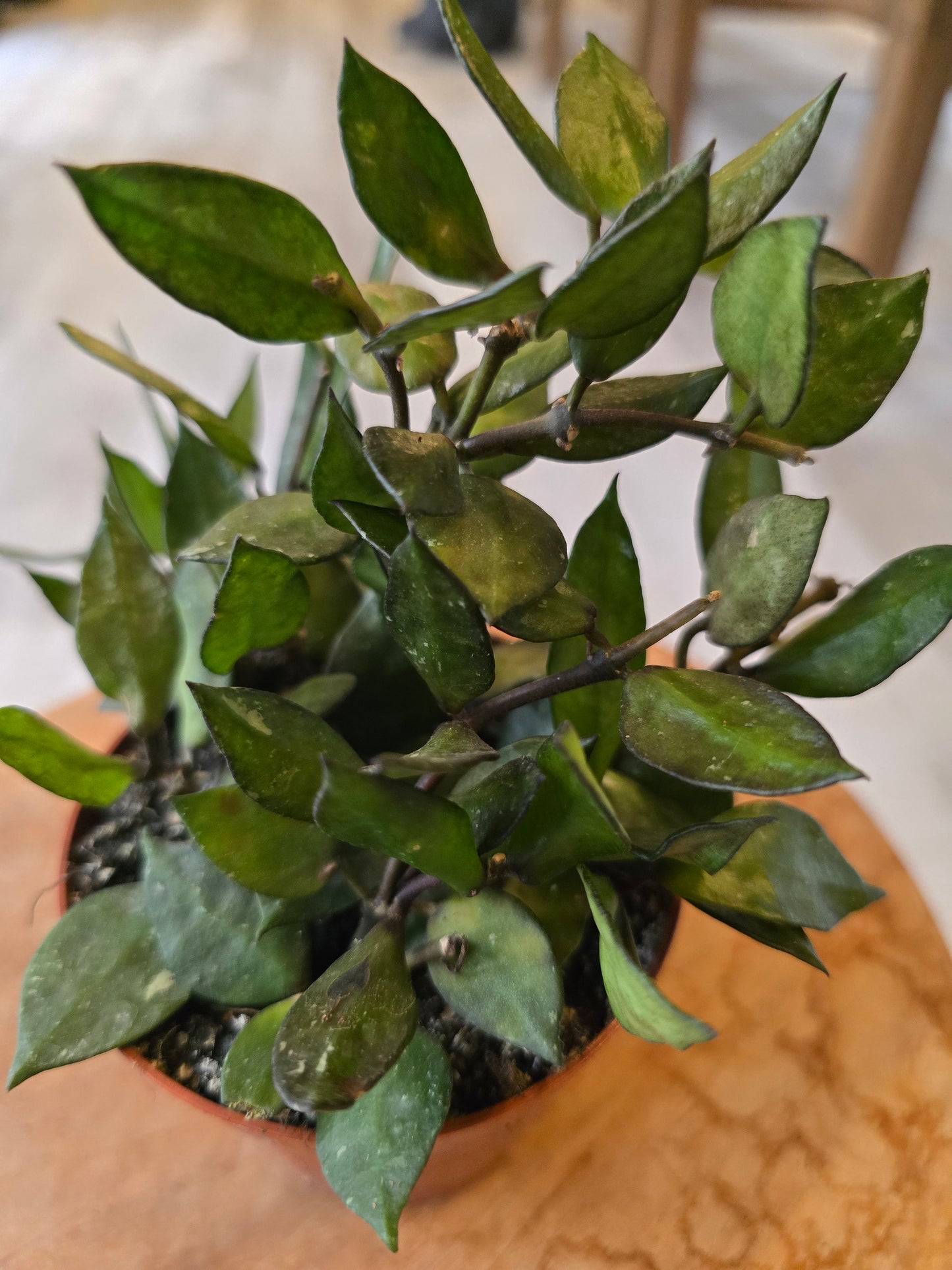 Hoya krohniana Black Leaves