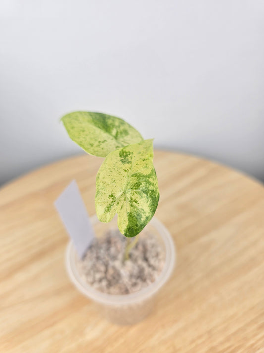 Alocasia Macrorrhiza splash (JP)