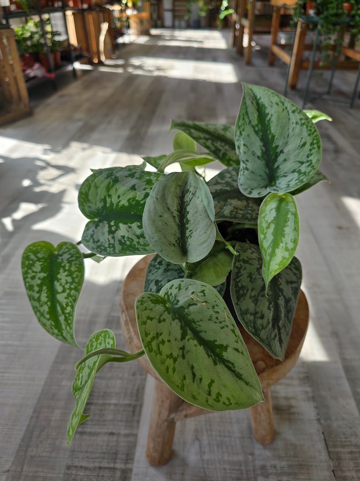 Scindapsus Pictus Exotica