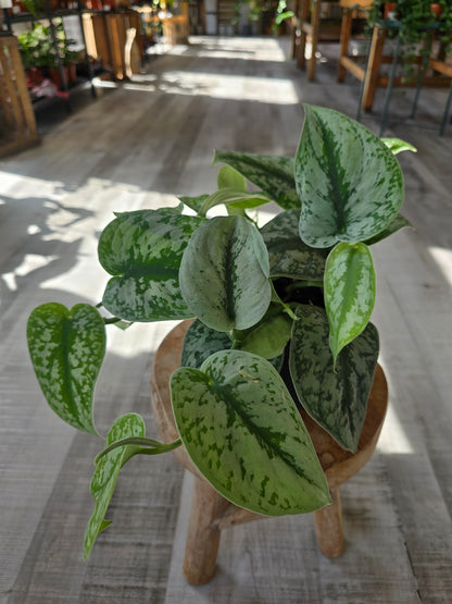 Scindapsus Pictus Exotica