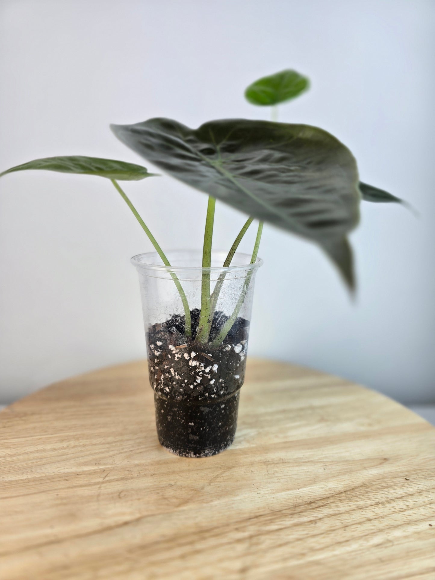 Alocasia Wentii (JP)