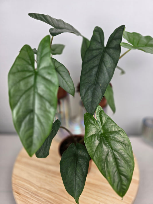 Alocasia Heterophylla 'Corazon'
