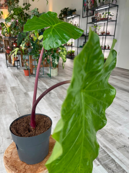 Alocasia Imperial Red (SC)