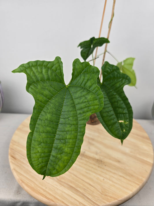 Dioscorea Sansibarensis